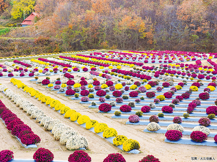 開園は例年10月末から11月中旬。見頃の間はグルメ出店もあり。詳細はSNSをチェック