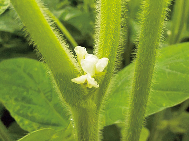 【7月下旬頃～8月上旬頃】開花▶▶▶