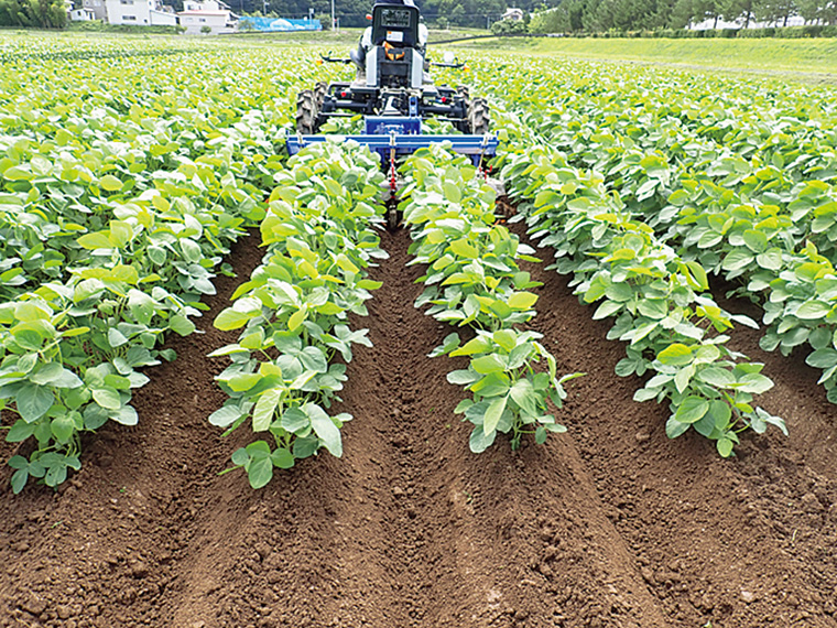 【7月上旬頃～下旬頃】培土（土寄せ）▶▶▶