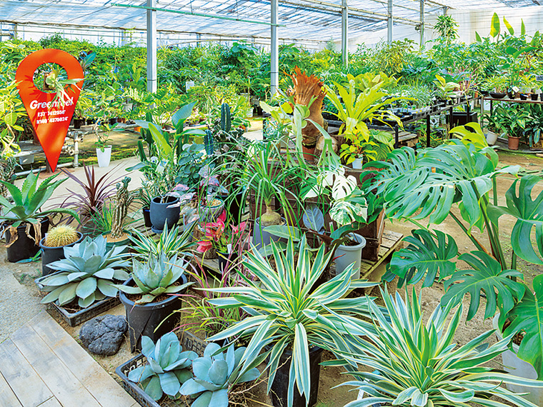 巨大なハウス内はまるでジャングルのよう。珍しい大型植物から多肉植物やサボテン、盆栽まで、なかなか見られない品種も揃える