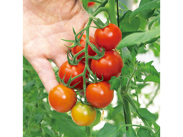 【予約受付中※発送開始は2025年12月初旬から】「フルーツトマトギフト（箱詰め1kg）」（4,320円）【granyuu-farm（グラニューファーム）［福島市］】