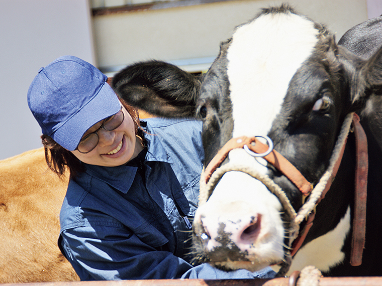伝染病予防のために牛の検査をする