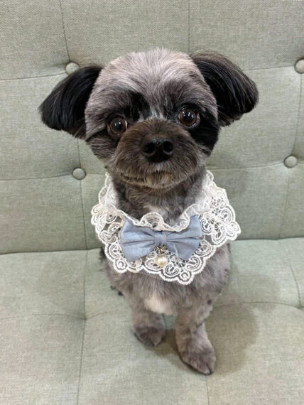 月に1度、福島市から毎月おでかけトリミングの虎鐵（こてつ）くん