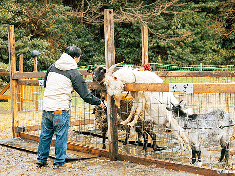 ヤギや羊との触れ合いが楽しい