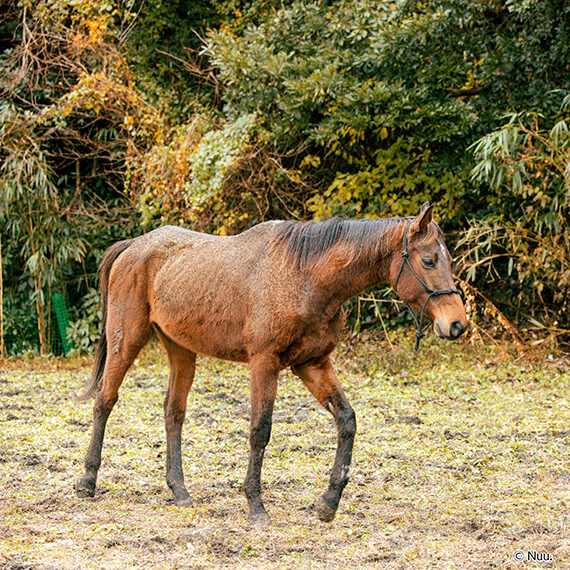 放牧中の引退競走馬に会いに行こう