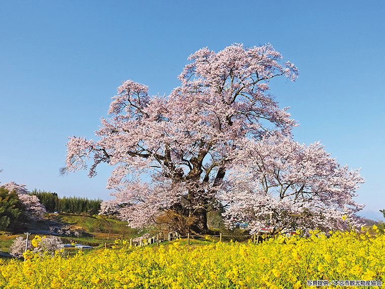 【見頃】4月上旬～中旬