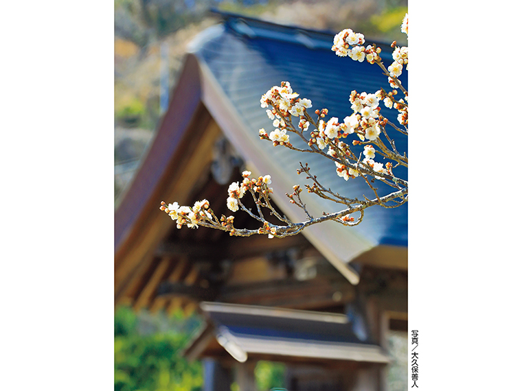 【見頃】3月中旬～下旬