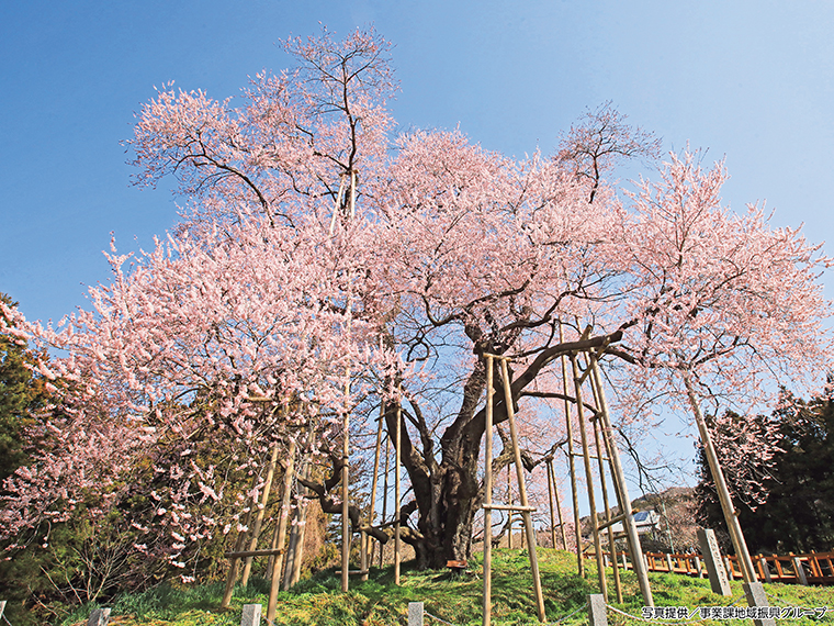 【見頃】3月下旬～4月上旬