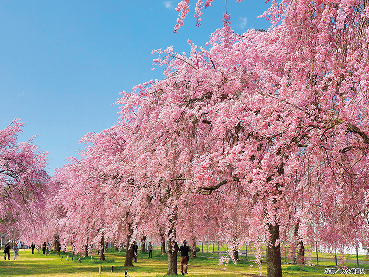 【見頃】4月上旬～中旬※開花時期から2週間程度