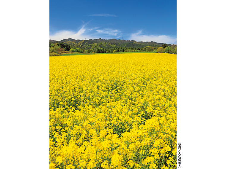 【見頃】4月下旬～5月上旬