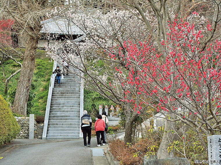 【見頃】～3月上旬