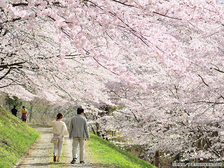 【見頃】3月下旬～4月下旬