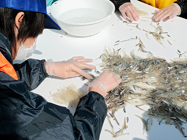 よく見れば雌雄の判別もできるのだそう