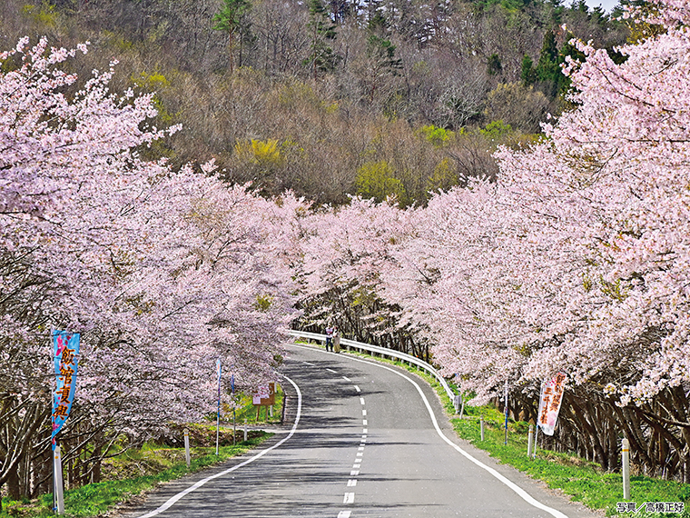 【見頃】4月中旬～下旬