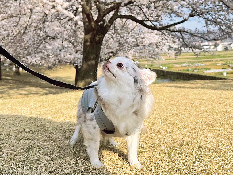ご飯・散歩・遊びなど、オーダーメイドでシッター対応。預かり中は丁寧なLINE報告もあり、安心して任せられる