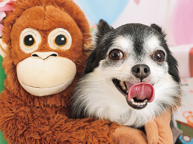 「WanWan撮影会」では背景・小物を変えて約50カット撮影