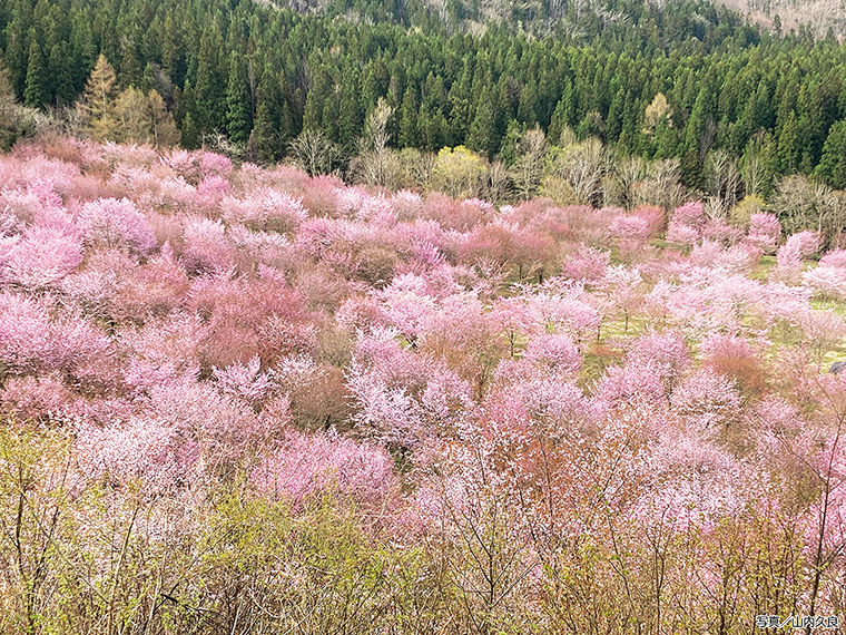【見頃】4月中旬～下旬