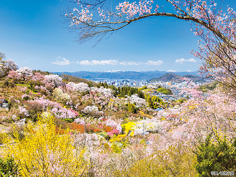 【見頃】3月上旬～4月上旬