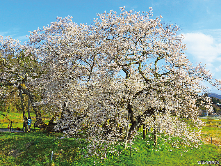 【見頃】4月上旬～中旬