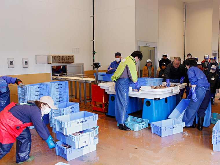 実際に選別する様子も見学。「大切なのは鮮度を落とさないように素早く作業すること」と教わりました