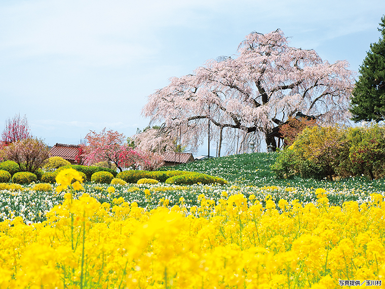 【見頃】4月上旬～中旬