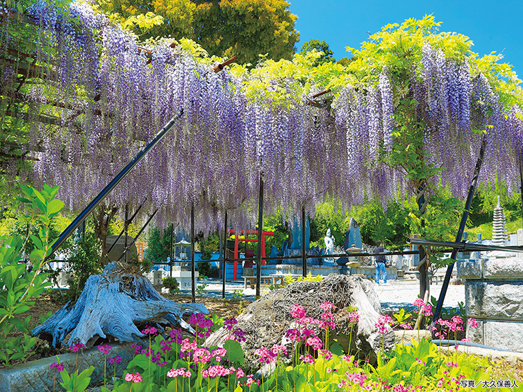 【見頃】4月下旬～5月上旬