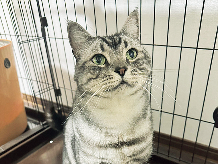 猫や高齢犬、小動物のシッティングも対応。気軽に相談OK！