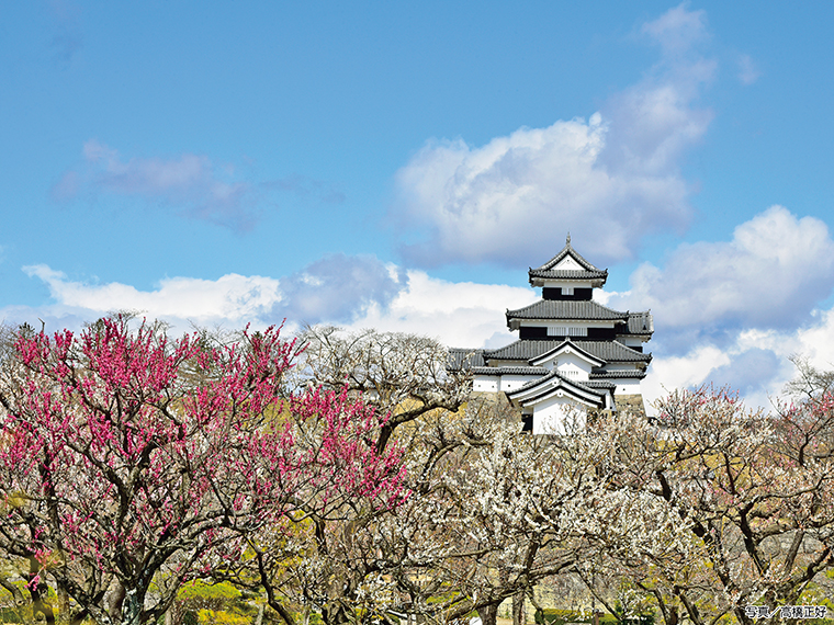 【見頃】3月下旬