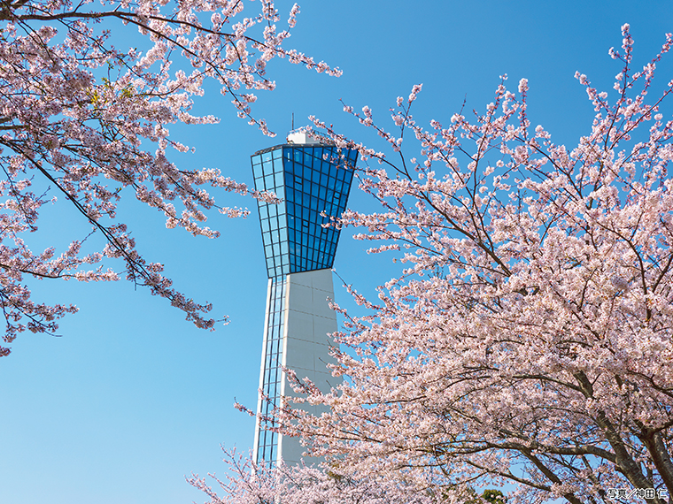 【見頃】4月上旬～中旬