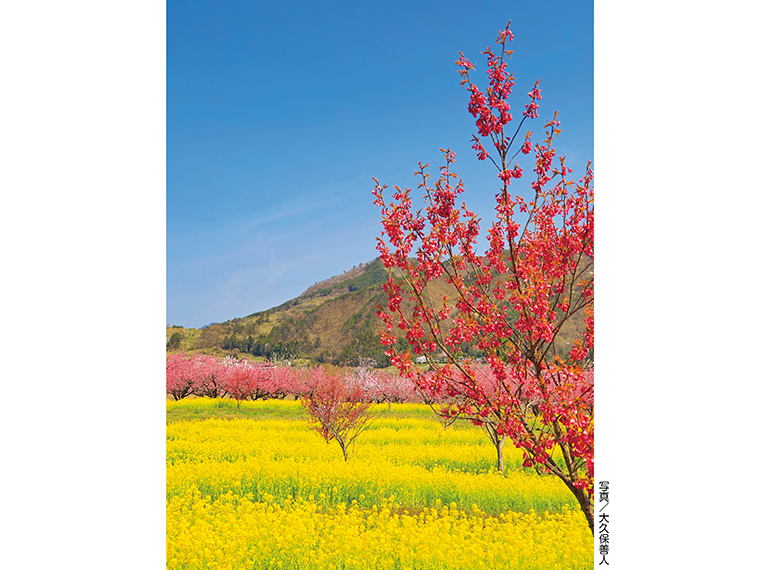 【見頃】4月上旬～中旬