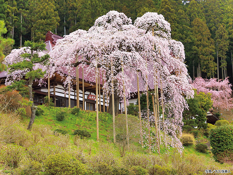 【見頃】4月中旬