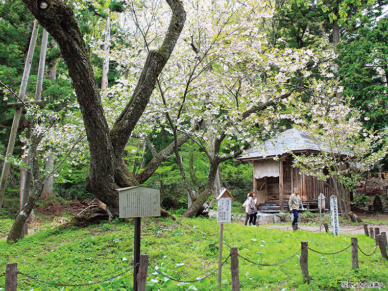 【見頃】5月上旬