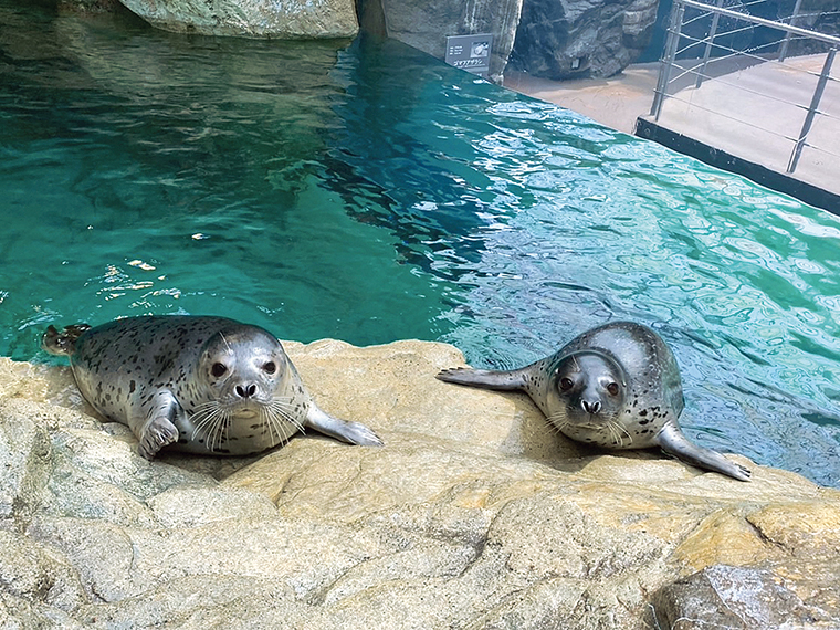 同館では、2ヵ所でゴマフアザラシを見ることができる。特にエサやりの時間は必見！ 間近で観察してみよう