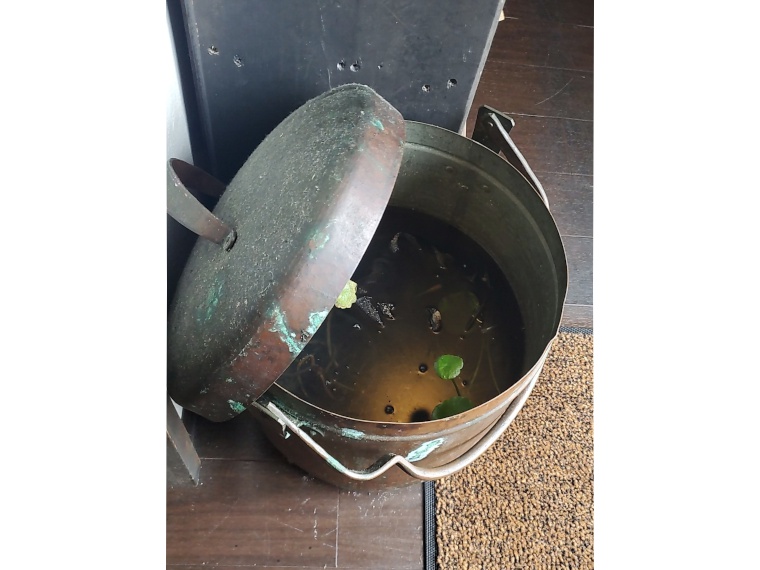 リアルめだかがキラキラと輝きながらお見送り
