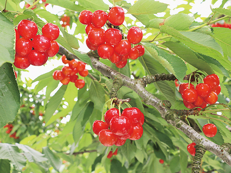 「東根さくらんぼ」は農林水産省の地理的表示（GI）保護制度にも登録されている