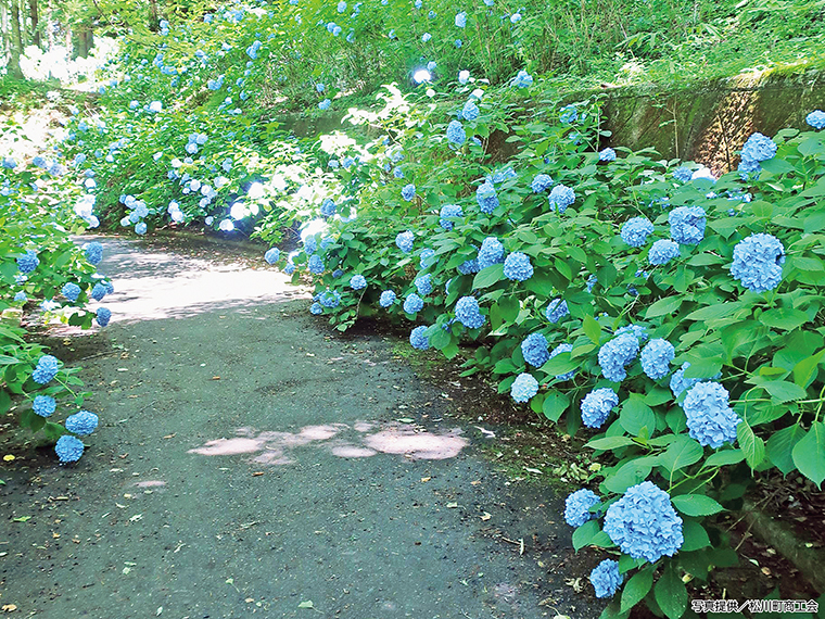 遊歩道の両側にあじさいが植えられ、散策しながら楽しめる