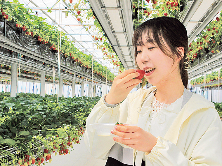 「練乳はおかわり自由なのもうれしいポイント。高設栽培なので、小さいお子さんも体験しやすいです。」by.優