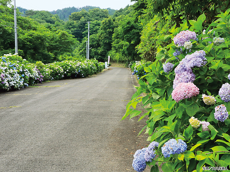2026年7月5日（日）には「つきだて交流館もりもり」からあじさい小径を目指すウォーキングイベント（要予約）も開催。詳細は問い合わせを