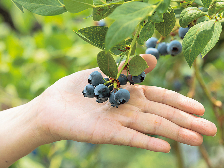 毎年6月から9月下旬頃にかけて次々と実り、食べ頃を迎える