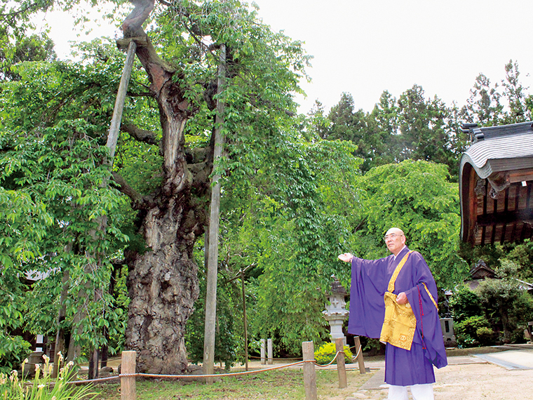 樹高約10ｍの護摩桜を背にする19世住職・佐藤宏仁さん。桜とともに、寺を守り続けている