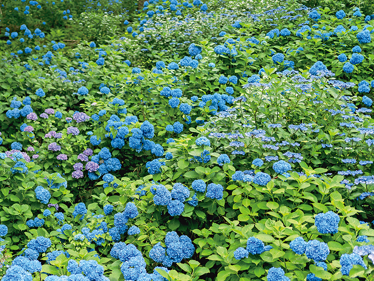 境内の散策道を彩るアジサイ。酸性土壌のため藍色の花が多い