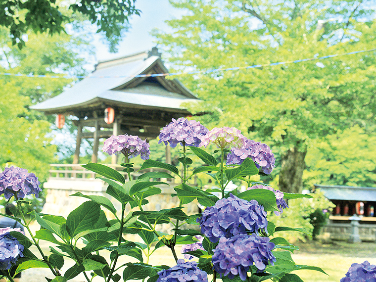 願成寺では桜、あじさいなど四季折々の花が咲き誇る。秋の紅葉も見どころだ