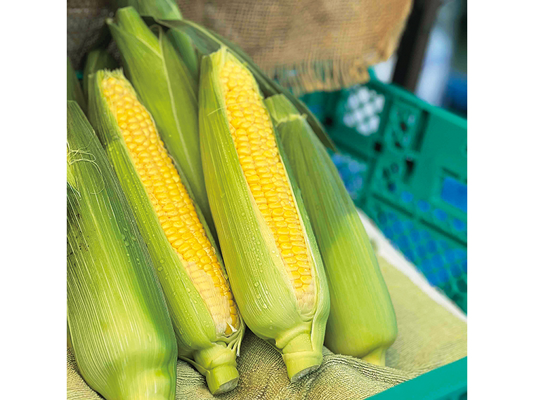 ［販売は2026年8月下旬まで］｢愛もろこし（黄色・白）4本セット」（1,680円）【ニッケイファーム［郡山市］】