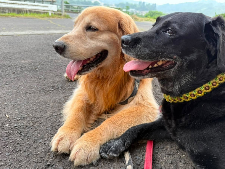 キャンプベースの看板犬のさくらちゃんとリクさんも元気にお出迎え