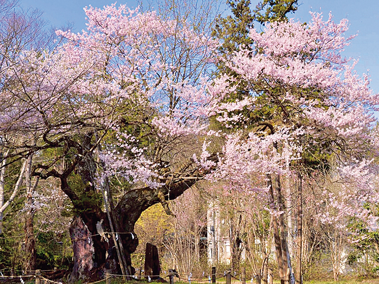 薄墨桜に次ぐ御神木「神代桜」。神域の南西にある高天原に位置する