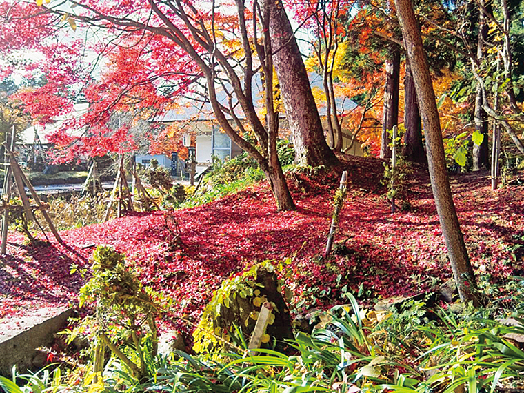秋の境内は紅葉のじゅうたんが見どころ。木々が色づき秋の訪れを知らせる